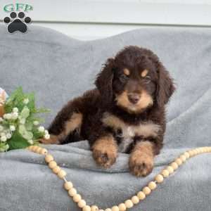 Dolly, Mini Bernedoodle Puppy