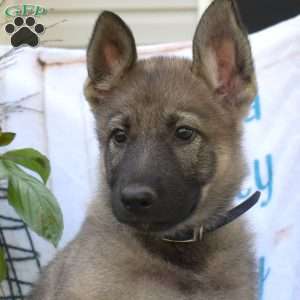 Dolly, German Shepherd Puppy