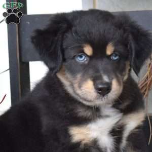 Dolly, Australian Shepherd Puppy