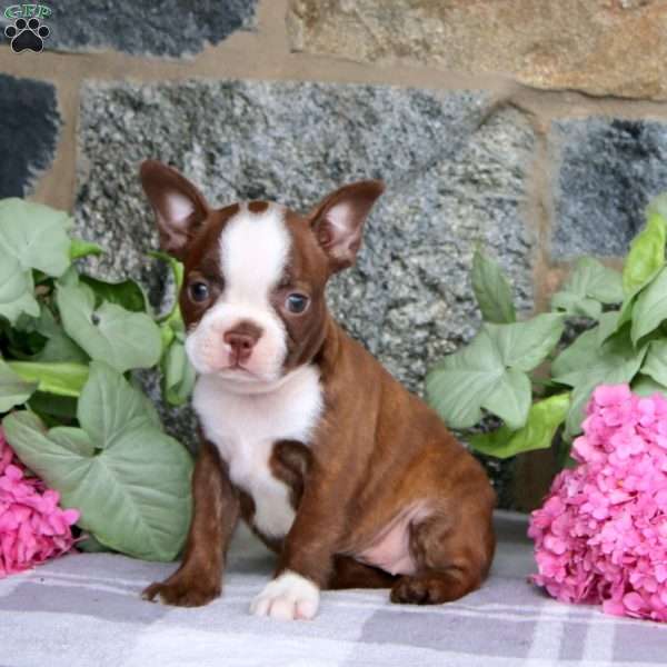 Dolly, Boston Terrier Puppy