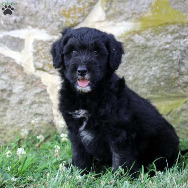 Dominic, Aussiedoodle Puppy