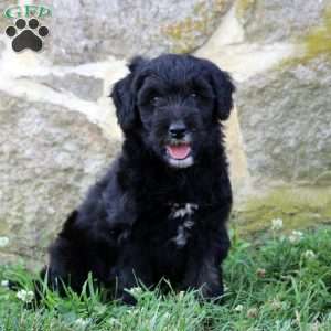 Dominic, Aussiedoodle Puppy