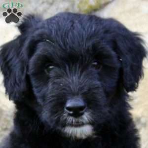 Dominic, Aussiedoodle Puppy
