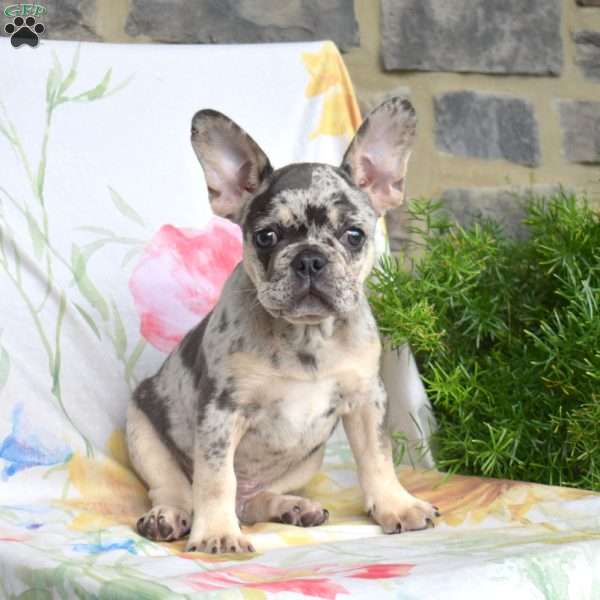 Domino, French Bulldog Puppy