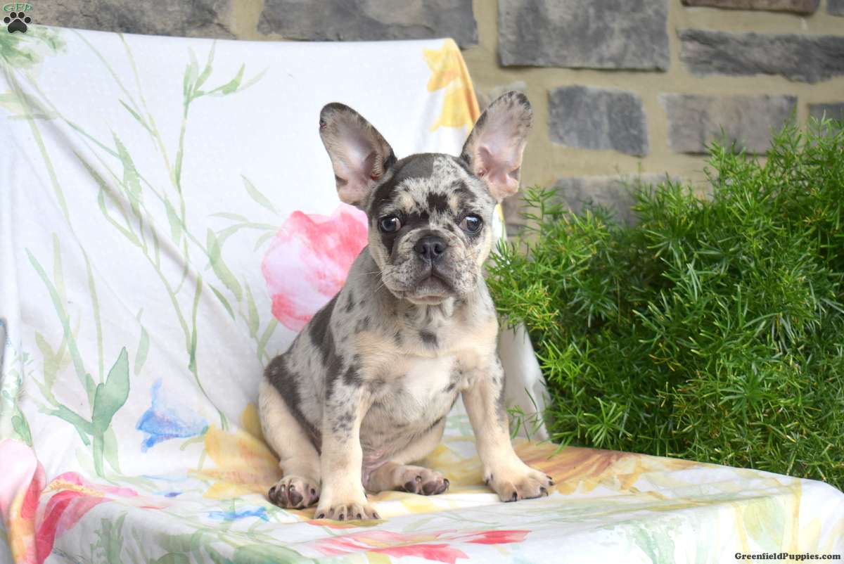 Domino (French Bulldog, Male) in Christiana, PA