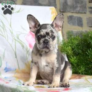 Domino, French Bulldog Puppy