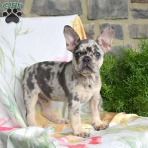Domino, French Bulldog Puppy