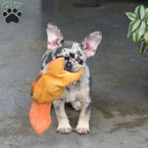 Domino, French Bulldog Puppy