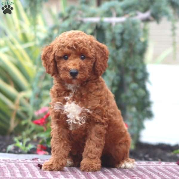 Donnie-Moyen, Miniature Poodle Puppy
