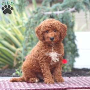 Donnie-Moyen, Miniature Poodle Puppy