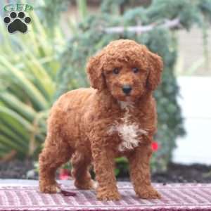 Donnie-Moyen, Miniature Poodle Puppy