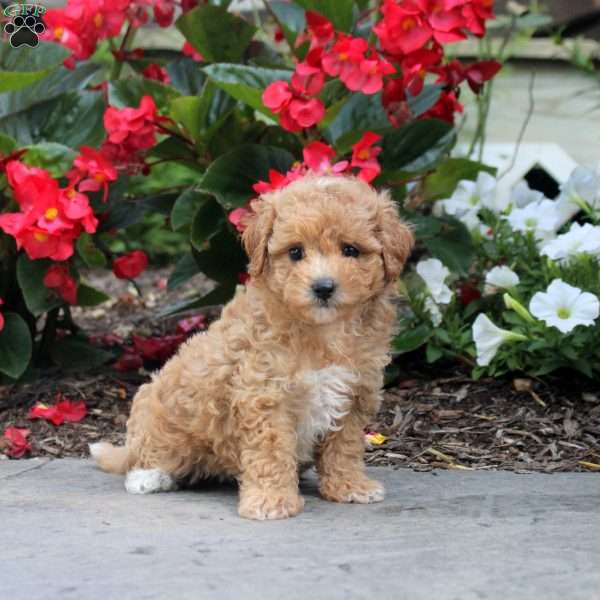 Dora, Maltipoo Puppy