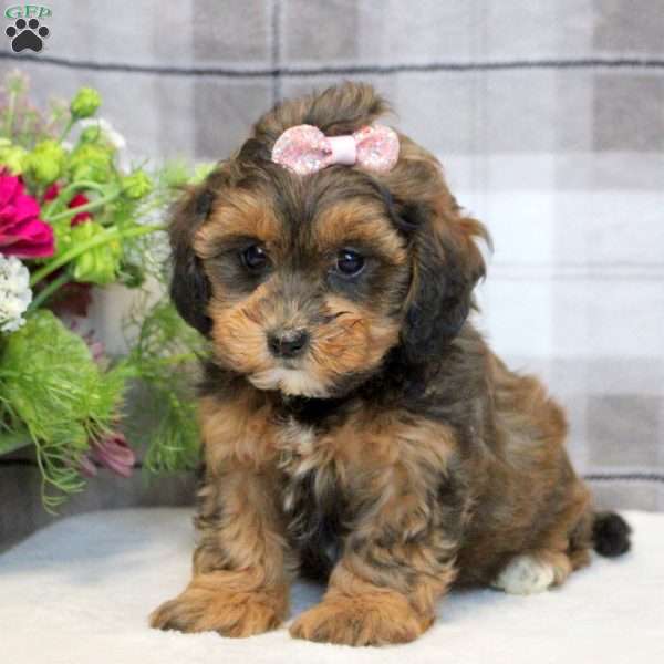 Dora, Shih-Poo Puppy