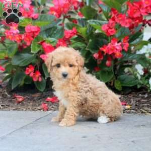 Dora, Maltipoo Puppy