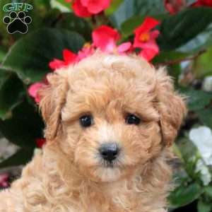 Dora, Maltipoo Puppy