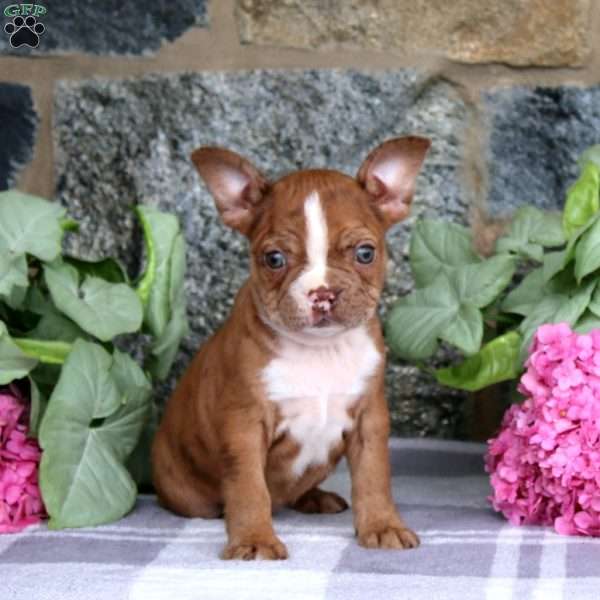 Dorcas, Boston Terrier Puppy