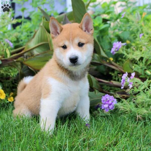 Dorian, Shiba Inu Puppy
