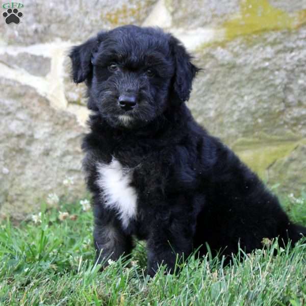 Dorian, Aussiedoodle Puppy