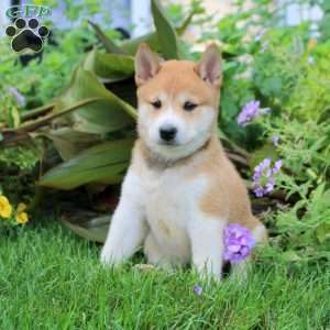 Dorian, Shiba Inu Puppy