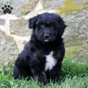 Dorian, Aussiedoodle Puppy