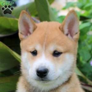 Dorian, Shiba Inu Puppy