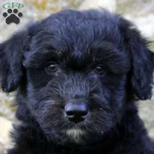 Dorian, Aussiedoodle Puppy