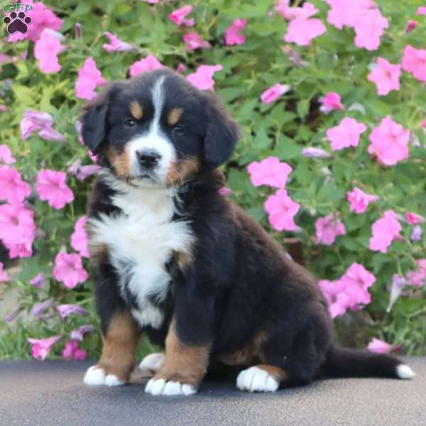 Doris, Bernese Mountain Dog Puppy