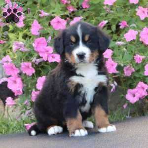 Doris, Bernese Mountain Dog Puppy
