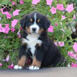 Doris, Bernese Mountain Dog Puppy