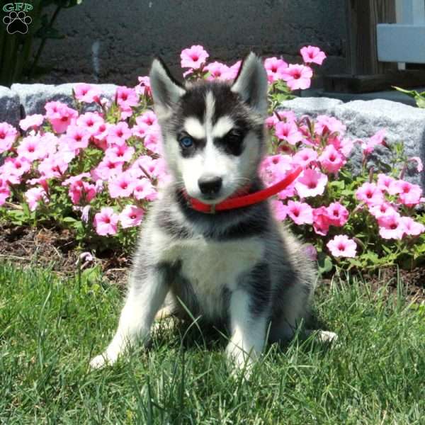 Dorothy, Siberian Husky Puppy