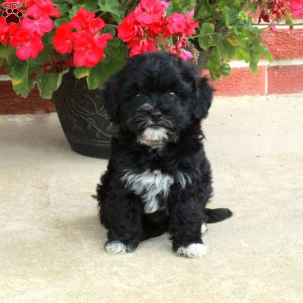 Dorothy, Havapoo Puppy