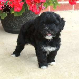 Dorothy, Havapoo Puppy