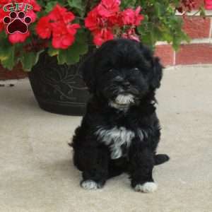 Dorothy, Havapoo Puppy
