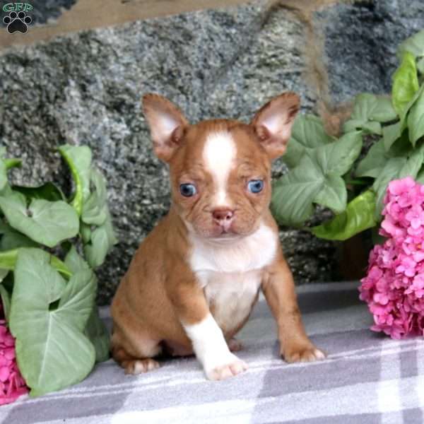 Dorothy, Boston Terrier Puppy