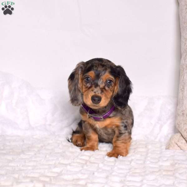 Dottie, Dachshund Puppy