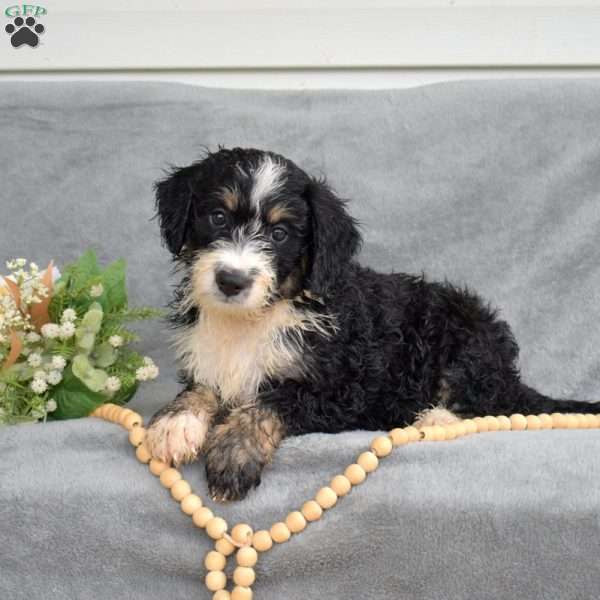 Dottie, Mini Bernedoodle Puppy