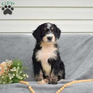 Dottie, Mini Bernedoodle Puppy