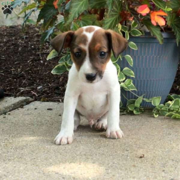 Dougie, Jack Russell Terrier Puppy