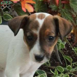 Dougie, Jack Russell Terrier Puppy
