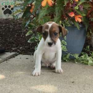 Dougie, Jack Russell Terrier Puppy