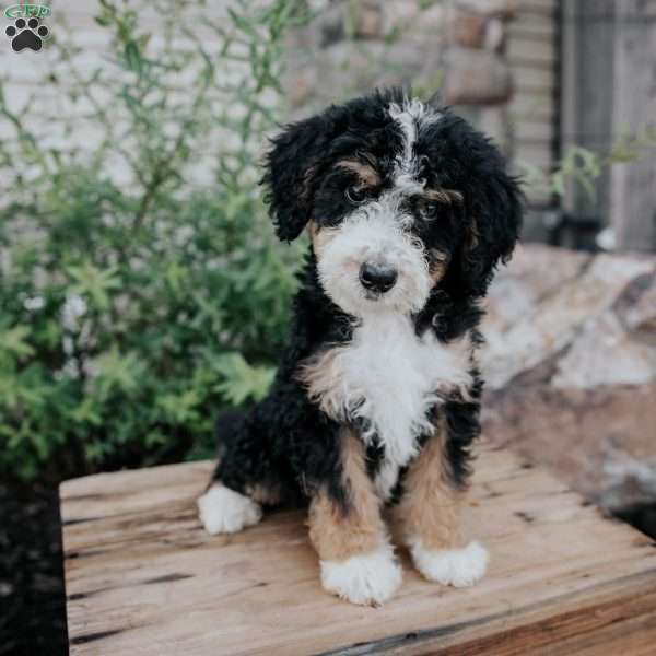 Dozer, Mini Bernedoodle Puppy