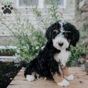 Dozer, Mini Bernedoodle Puppy