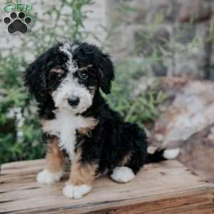 Dozer, Mini Bernedoodle Puppy