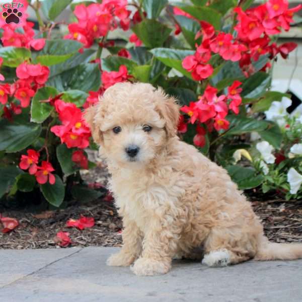 Drew, Maltipoo Puppy
