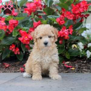 Drew, Maltipoo Puppy