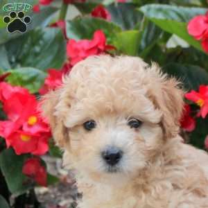 Drew, Maltipoo Puppy