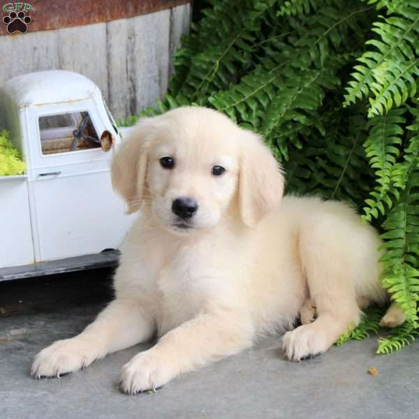 Drifter, Golden Retriever Puppy