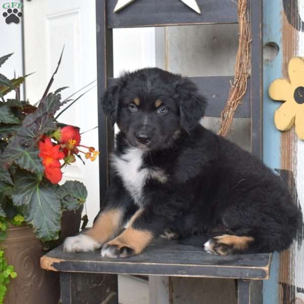 Drifter, Australian Shepherd Puppy
