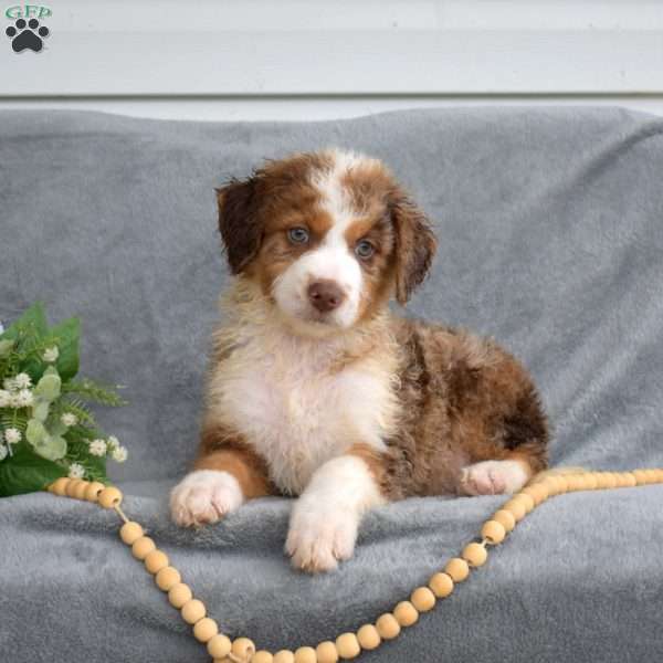 Drifter, Mini Bernedoodle Puppy