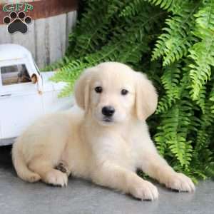 Drifter, Golden Retriever Puppy